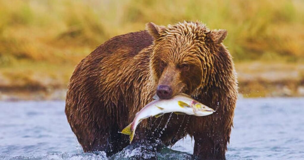 Fish and Wildlife